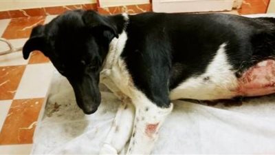 الطبيب المعالج لـ