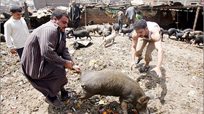 أحد أهالي البراجيل: المسئولون متواطئون مع أصحاب مزارع الخنازير