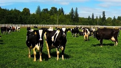 مزرعة أسترالية تطعم أبقارها الـ