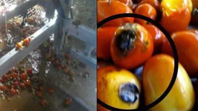 منى عراقي عن فضيحة مصنع 