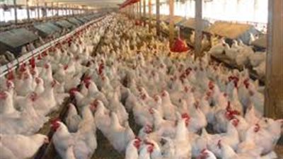 نائب شعبة الدواجن: 15% تراجعاً في الإنتاج  بسبب القرارات الأخيرة