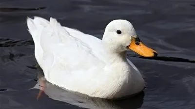 إمام مسجد ينادي في منتصف الليل: دكر بط تايه يا ولاد الحلال (فيديو)