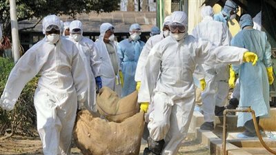 أنفلونزا الطيور تجتاح مزارع الدواجن فى إسرائيل 