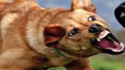 كلب ضال يعقر 8 أطفال في قرية 