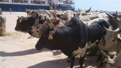 وصول 1593 رأس عجول حية لميناء أبوطرطور لتوزيعها بشمال القاهرة