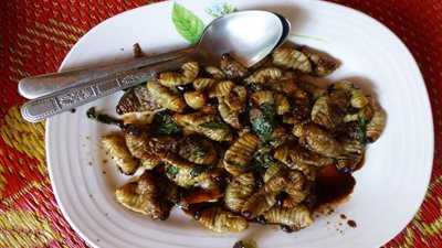 هل تعلم أن هناك 1900 نوع من الحشرات صالحة للأكل في بعض الدول !