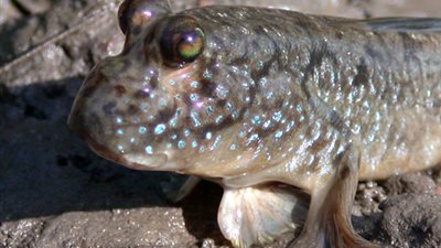 تعرف على السمكة التي تقضي حياتها خارج الماء !