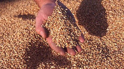 ميناء الإسكندرية يستقبل 126 ألف طن قمح قادمين من روسيا وأوكرانيا 