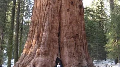 تعرف على اضخم شجرة في العالم