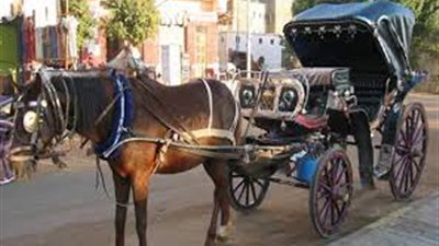 سائقو الحنطور: 