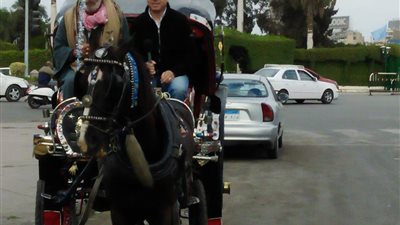 سائق عربة حنطور: 