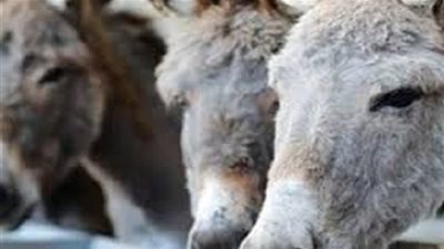 ضبط تاجر بحوزته 18 حمارا بطريق الواحات 