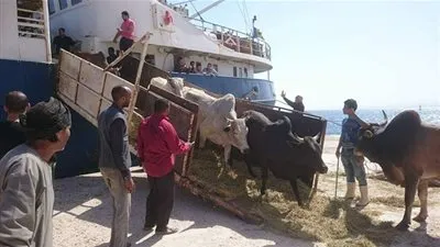 وصول 1595 رأس عجول حية إلى 