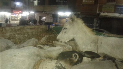 عاجل.. ضبط سيارة محملة بـ 