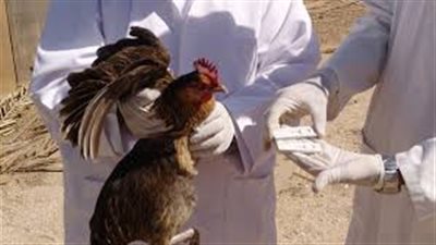 الطب البيطري يفحص طائر مصاب بفيروس شديد المفعول بدمياط 