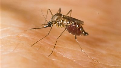 تعرف على مكونات جسم البعوضة !