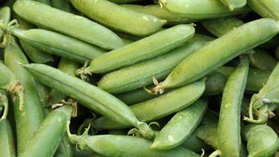 زراعة 229 ألف فدان محاصيل شتوية بالمنوفية