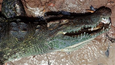 مقتل ثلاثة أشقاء أثناء محاولتهم اغتصاب تمساح 