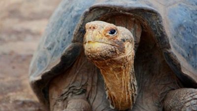 أثقل 10 زواحف في العالم .. ابرزها تزن 1،500 كم (صور) !