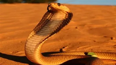 أشرس 7 حيوانات في العالم.. ابرزهم 