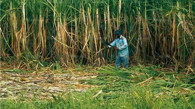 مزارعي القصب بقنا: عاوزين نرفع سعر القصب بدل ما نحرقه ونرتاح