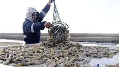 ننشر التفاصيل الكاملة عن مشروع الاستزراع السمكي شرق قناة السويس (صور)