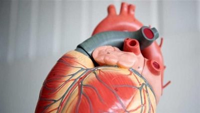 خلايا صناعية لعلاج ضعف نسيج عضلة القلب.. لا تتكاثر بعد زرعها 