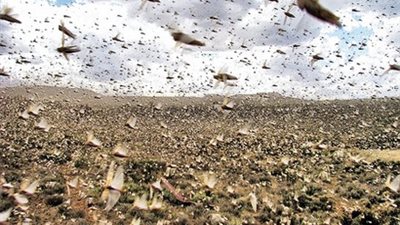 وزارة الزراعة تشكل لجنة لمكافحة الجراد 