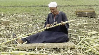 أحد مزارعي القصب يوجه مناشدة إلى السيسي عبر 