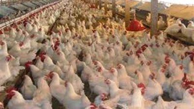 بلغاريا تعدم المزيد من الدواجن مع انتشار إنفلونزا الطيور