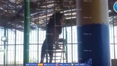   الإسكندرية خلال 2016 في 20 صورة: افتتاح مشروع غيط العنب..  وفاة محمود عبدالعزيز.. شاب يضرم النيران بجسده.. ووفاة مدرب 