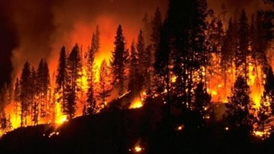 سقط من الشجرة فأحرق غابة  بأكملها خلال احتفالات العام الجديد !