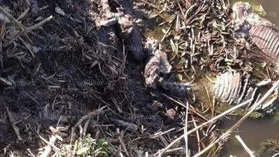 بقايا ١٢ حمارا يثير الذعر بين أهالي دمنهور في البحيرة (صور)