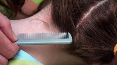 معلومات عن حشرة 