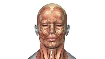 حقائق شيقة عن وجه الإنسان