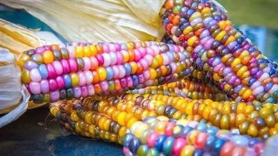 لأول مرة مزارع ينتج ذرة طبيعية ملونة 