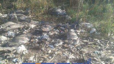 العثور على 10 حمير مسلوخة بدون أحشاء بـ