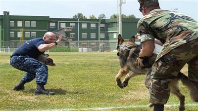 إذا كنت تخشي الكلاب.. تصرف بهذه الطريقة عند مواجهتها!