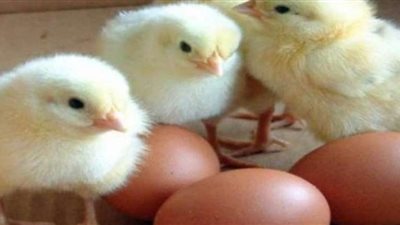 المملكة تحظر استيراد الطيور من بلغاريا