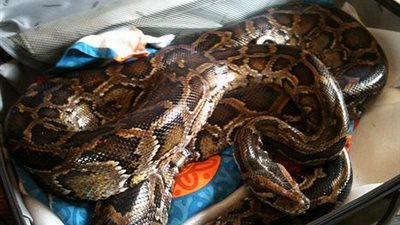 ثعبان بطول مترين يثير الذعر في مطار القاهرة