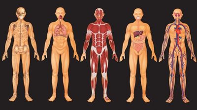 هل تعلم أن هناك عضو بجسم الإنسان لا يكبر حجمه منذ الولادة ؟