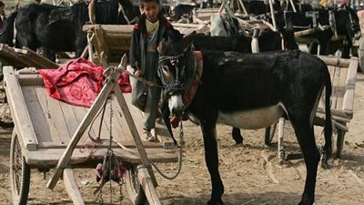  بعد ارتفاع سعر الحمار لـ 8 آلاف جنيه.. 