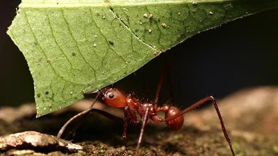 باحثون يكتشفون كيفية تبادل المعلومات بين النمل !