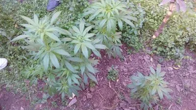 ضبط فلاح في المنوفية بحوزته 49 شجرة بانجو مزروعة فى حقله