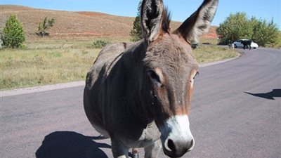 حمار يتسبب بمعركة دامية بين عائلتين بـ إحدى البلدان العربية !