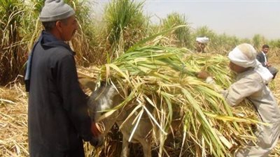 استياء بين مزراعي السويس بسبب ارتفاع سعر الأسمدة 