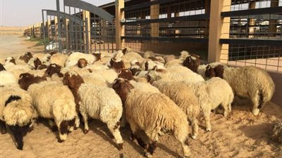 بلدية بيشة تضبط مركبة تابعة لإحدى الملاحم تحمل أغنامًا نافقة