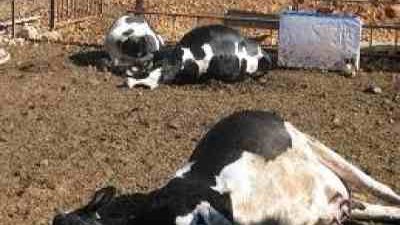 نفوق 41 رأس ماشية اليوم بالدقهلية.. ومصدر طبي الحمى القلاعية السبب