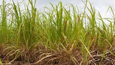 الأسبوع المقبل .. اللجنة العليا للسكر تضع مقترحات جديدة لضبط الأسواق 