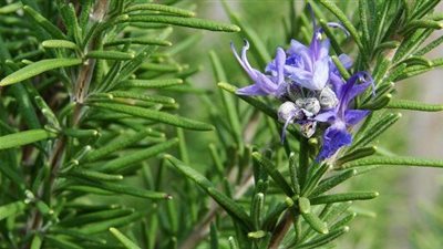 الروزماري .. ينشط الدورة الدموية ويحارب الانتفاخ